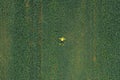 Aerial view of cabbage rows field in agricultural landscape. Cabbage field and girl in yellow jacket . Royalty Free Stock Photo