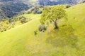 Aerial View of California Live Oak Tree in Hills Royalty Free Stock Photo