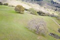 Aerial View of California Live Oak Trees in Rolling Hills Royalty Free Stock Photo