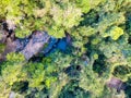 Aerial view of forest