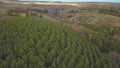 Aerial view camera from green forest of dense mixed tree tops of pine trees and birches. Clip. Aerial drone shot over