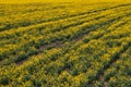 Aerial view of canola rapeseed field in poor condition