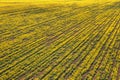 Aerial view of canola rapeseed field in poor condition