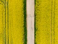 Aerial view of canola rapeseed field with road inside. Agriculture land near farm, ecology concept Royalty Free Stock Photo