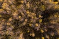 Aerial view of canopy of birch tree forest Royalty Free Stock Photo