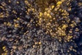 Aerial view of canopy of birch tree forest Royalty Free Stock Photo