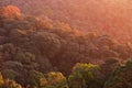 Aerial view of canopy of primeval forest Royalty Free Stock Photo