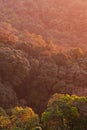 Aerial view of canopy of primeval forest Royalty Free Stock Photo