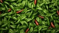 An aerial view captures bushes laden with ripening chili peppers Royalty Free Stock Photo