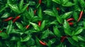 An aerial view captures bushes laden with ripening chili peppers Royalty Free Stock Photo