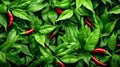An aerial view captures bushes laden with ripening chili peppers Royalty Free Stock Photo