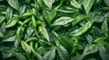 An aerial view captures bushes laden with ripening chili peppers Royalty Free Stock Photo