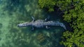 Aerial view captures a crocodile at Cayo Centro, showcasing its presence in the serene waters, Ai Generated