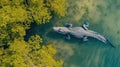 Aerial view captures a crocodile at Cayo Centro, showcasing its presence in the serene waters, Ai Generated