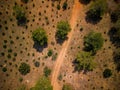 Aerial view captures a quiet country road, lined with an abundance of trees
