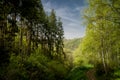 Aerial view of car driving through the forest on country road. Royalty Free Stock Photo