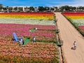 Aerial view of Carlsbad Flower Fields.