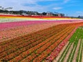 Aerial view of Carlsbad Flower Fields.