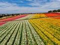 Aerial view of Carlsbad Flower Fields. Royalty Free Stock Photo
