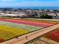 Aerial view of Carlsbad Flower Fields.