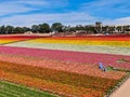 Aerial view of Carlsbad Flower Fields.