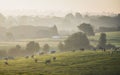Aerial view of cattle cows grazing on grass fields with foggy trees in pays de Herve, Belgium Royalty Free Stock Photo