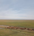 Aerial view of cattle run by gauchos and dogs Royalty Free Stock Photo