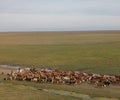 Aerial view of cattle run by gauchos and dogs Royalty Free Stock Photo