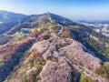 Aerial View of Cherry Blossoms Blooming in Geumryeonsan Mountain, Busan, Korea Royalty Free Stock Photo