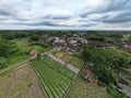 The aerial view of chili pepper gardens and rice fields in Yogyakarta