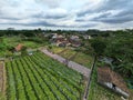 The aerial view of chili pepper gardens and rice fields in Yogyakarta