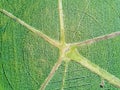 Aerial view of circular sugarcane field with roads crossing