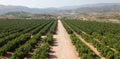 Aerial view of citrus groves