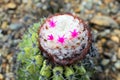 Aerial view closeup of blooming cactus with flowers in desert