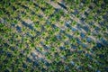 Aerial view of coconut farm in Samut sakhon province,Thailand Royalty Free Stock Photo