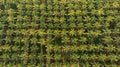 Aerial view of coconut farm. coconut trees neatly aligned with intercrop banana