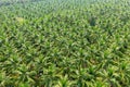 Aerial view of Coconut palm trees plantation. Royalty Free Stock Photo