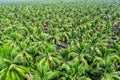 Aerial view of Coconut palm trees plantation. Royalty Free Stock Photo