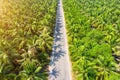 Aerial view of coconut palm trees plantation and the road. Royalty Free Stock Photo