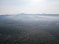 Aerial view coconut plantation Royalty Free Stock Photo