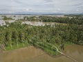 Aerial view coconut plantation surround by water