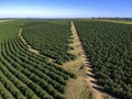 Aerial view of coffee field on farm