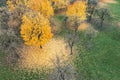 Aerial view of colorful deciduous trees in autumn with multicolored yellow and green foliage Royalty Free Stock Photo