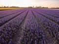 Aerial view of the colorful tflowers fields at spring in Lisse