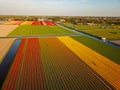 Aerial view of the colorful tflowers fields at spring in Lisse