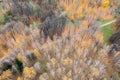 Aerial view of colorful autumn landscape with trees and ground covered by dry foliage Royalty Free Stock Photo