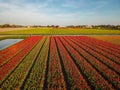 Aerial view of the colorful tflowers fields at spring in Lisse