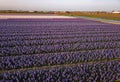 Aerial view of the colorful tflowers fields at spring in Lisse