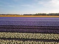 Aerial view of the colorful tflowers fields at spring in Lisse