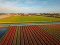 Aerial view of the colorful tflowers fields at spring in Lisse